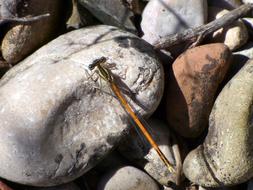Dragonfly Winged Insect Branch