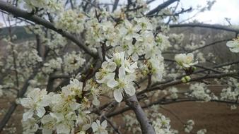 beautiful spring flowers on a tree