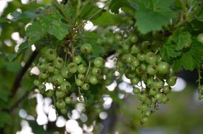 green berries on branches in the garden