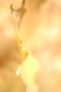 Fall Autumn Yellow