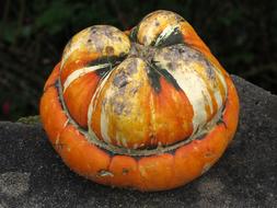 ripe farmer pumpkin is delicious