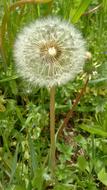 Dandelion Field Seeds Pointed