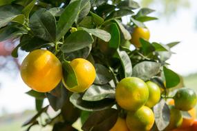 Calamansi Calamondin Citrus Fruit