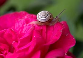 Snail Rose Petals