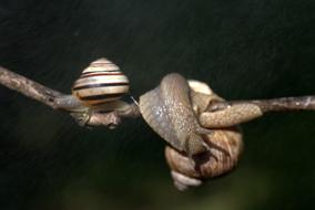 Snails Casey Hooked