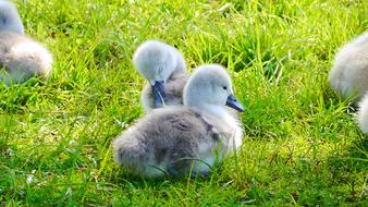 Swan Bird Chicks green grass
