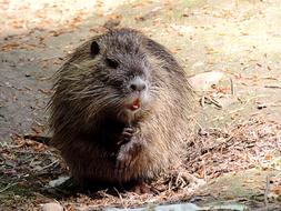Nutria Rodent Mammal