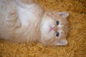 ginger kitten with blue eyes