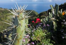 Canary Islands Cactus La
