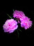 Spring pink flowers on a black background