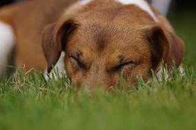 Dog Sleep green grass