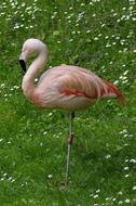 pink flamingo in the field