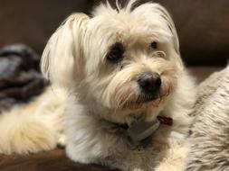 Cute white furry Dog