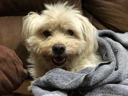 Pet Dog Cute white