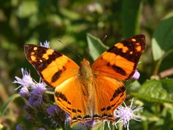 charming Butterfly Lepidoptera Insect