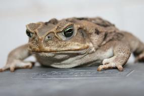 Bufo Toad Anfic