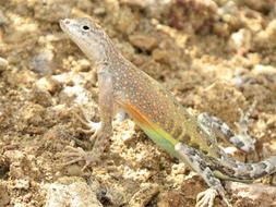 Reptile Lizard Colorful