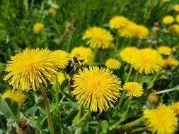Flowers Spring Sonchus Oleraceus