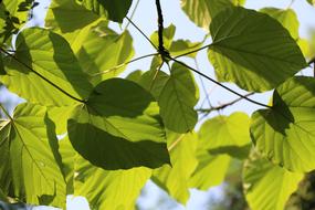 The Leaves Tree Natural