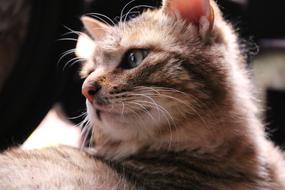 Kitty Cat red