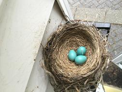 Nest Spring Bird blue eggs
