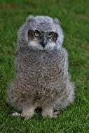 Owl Fluffy Baby grey
