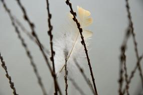 Feather Close-Up