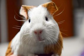 Animal Pets Guinea Pig