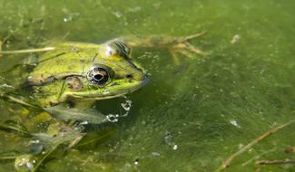 big green frog in a lake