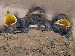 funny little birds