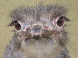 Ostrich Close-Up