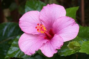 Hibiscus Raindrops