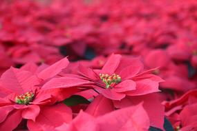 Flowers And Plants Red