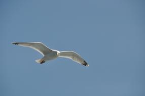 Seagull Bird Flight blue sky