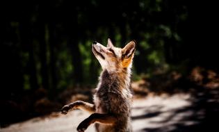 Fox Wildlife standing