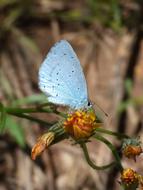 blue butterfly on a flower in spring