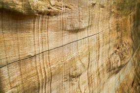 Close-up of the beautiful and colorful wood texture, with the patterns