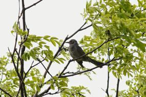 brown-eared bulbul, grey bird on branch