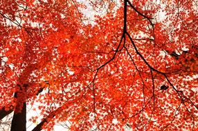 red maple leaves on the tree in autumn park