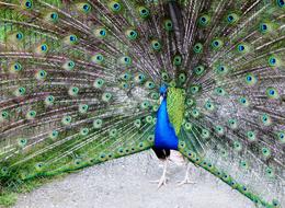 peacock with its tail open at the zoo