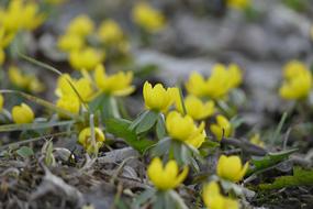 Spring 1 May First Of