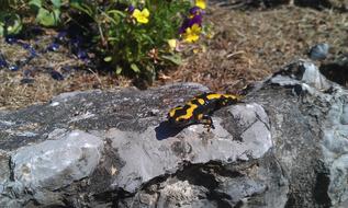 a black lizard with yellow patterns on the stones.