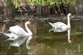 Swans swimming in the lake