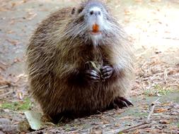 cute charming Nutria Rodent