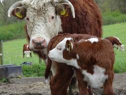 Cow Foal