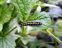 cute charming Caterpillar