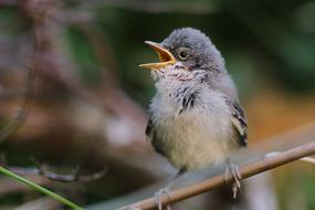 Blackbird Garden