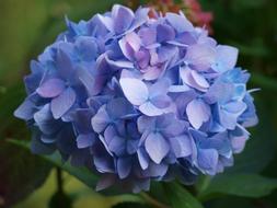 Hydrangea Blue Inflorescence