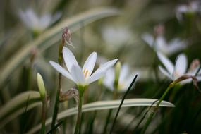 Flowers Macro