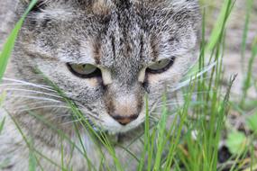 Portrait of the beautiful, colorful and cute cat in the green grass